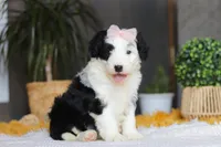 Jellybean, a female Sheepadoodle for sale in Dundee, OH – Photo 4 of 7