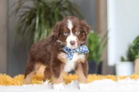 Roma, a male Miniature Australian Shepherd for sale in Dundee, OH – Photo 4 of 5