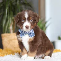 Roma, a male Miniature Australian Shepherd for sale in Dundee, OH – Photo 2 of 5