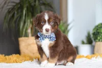 Roma, a male Miniature Australian Shepherd for sale in Dundee, OH – Photo 2 of 5