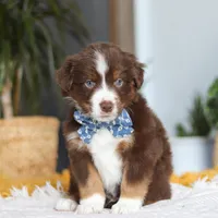 Roma, a male Miniature Australian Shepherd for sale in Dundee, OH – Photo 1 of 5