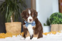 Roma, a male Miniature Australian Shepherd for sale in Dundee, OH – Photo 1 of 5