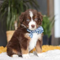 Roma, a male Miniature Australian Shepherd for sale in Dundee, OH – Photo 3 of 5