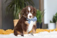 Roma, a male Miniature Australian Shepherd for sale in Dundee, OH – Photo 3 of 5