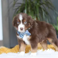 Roma, a male Miniature Australian Shepherd for sale in Dundee, OH – Photo 5 of 5