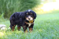 Airhead, a male Miniature Bernedoodle for sale in Dundee, OH – 4 of 5