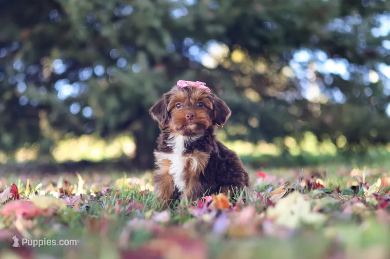 Churro – Yorkipoo puppy for sale in Dundee, OH
