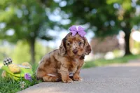 Clementine, a female Miniature Dachshund for sale in Dundee, OH – 2 of 8