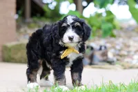 Dr. Pepper, a male Miniature Bernedoodle for sale in Dundee, OH – 4 of 5