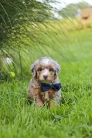 Deadpool, a male Miniature Bernedoodle for sale in Dundee, OH – 2 of 6