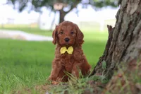 Gizmo, a male Miniature Goldendoodle for sale in Dundee, OH – 2 of 7