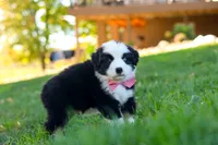 Ricochet, a male Miniature Australian Shepherd for sale in Dundee, OH – 2 of 6