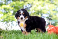 Beetle Boy, a male Miniature Bernedoodle for sale in Dundee, OH – 1 of 6