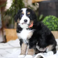 Iris, a male Bernedoodle for sale in Dundee, OH – Photo 2 of 7