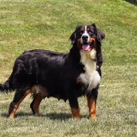 Iris, a male Bernedoodle for sale in Dundee, OH – Photo 6 of 7