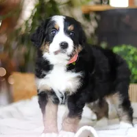 Iris, a male Bernedoodle for sale in Dundee, OH – Photo 3 of 7