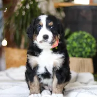 Iris, a male Bernedoodle for sale in Dundee, OH – Photo 4 of 7