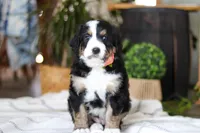 Iris, a male Bernedoodle for sale in Dundee, OH – Photo 4 of 7
