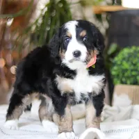 Iris, a male Bernedoodle for sale in Dundee, OH – Photo 5 of 7