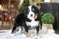 Iris, a male Bernedoodle for sale in Dundee, OH – Photo 5 of 7