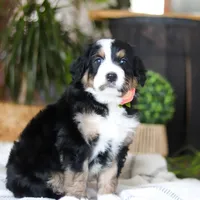 Iris, a male Bernedoodle for sale in Dundee, OH – Photo 1 of 7