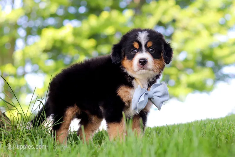 Jimminy Cricket – Miniature Bernedoodle puppy for sale in Dundee, OH