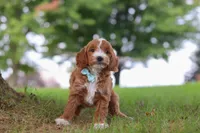 Casper, a male Miniature Goldendoodle for sale in Dundee, OH – 3 of 6