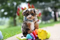 Rave, a male Yorkipoo for sale in Dundee, OH – 3 of 7