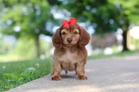 Sacajawea, a female Miniature Dachshund for sale in Dundee, OH – 3 of 9