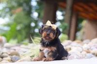 Torte, a female Yorkipoo for sale in Dundee, OH – 6 of 7