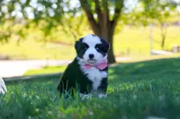 Ricochet, a male Miniature Australian Shepherd for sale in Dundee, OH – 3 of 6