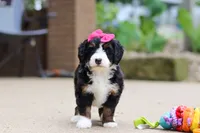 Lemonade, a female Miniature Bernedoodle for sale in Dundee, OH – 4 of 9
