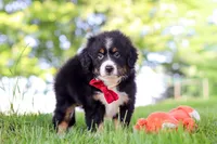 Grasshopper, a male Miniature Bernedoodle for sale in Dundee, OH – 2 of 4