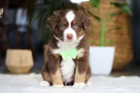 Roo, a male Australian Shepherd for sale in Dundee, OH – Photo 3 of 4