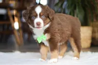 Roo, a male Australian Shepherd for sale in Dundee, OH – Photo 4 of 4