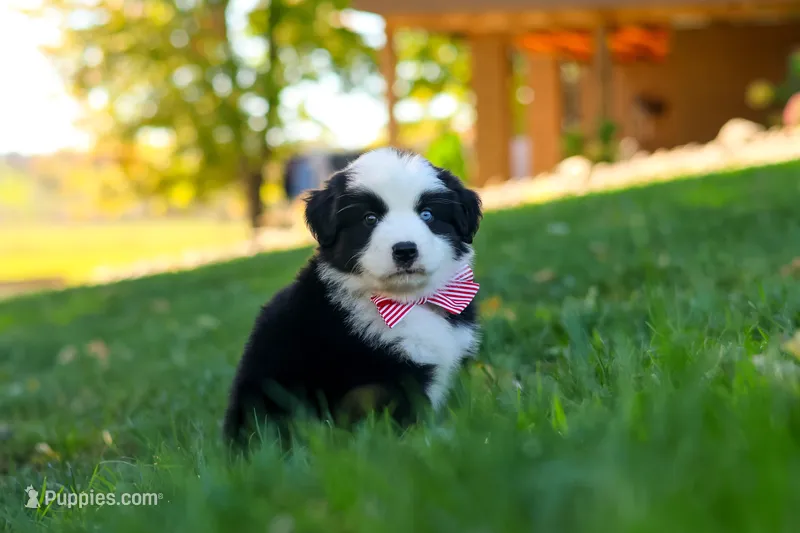 Ricochet – Miniature Australian Shepherd puppy for sale in Dundee, OH