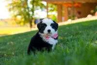 Ricochet, a male Miniature Australian Shepherd for sale in Dundee, OH – 1 of 6