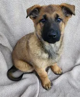 Tank, a male German Shepherd Dog for sale in Darlington, MD – Photo 1 of 4