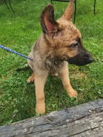Cooper, a male German Shepherd Dog for sale in Darlington, MD – 4 of 4