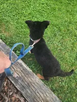 Mocha, a male German Shepherd Dog for sale in Darlington, MD – 2 of 2