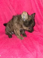 Fluffy, a female Chihuahua for sale in Darlington, MD – 4 of 5