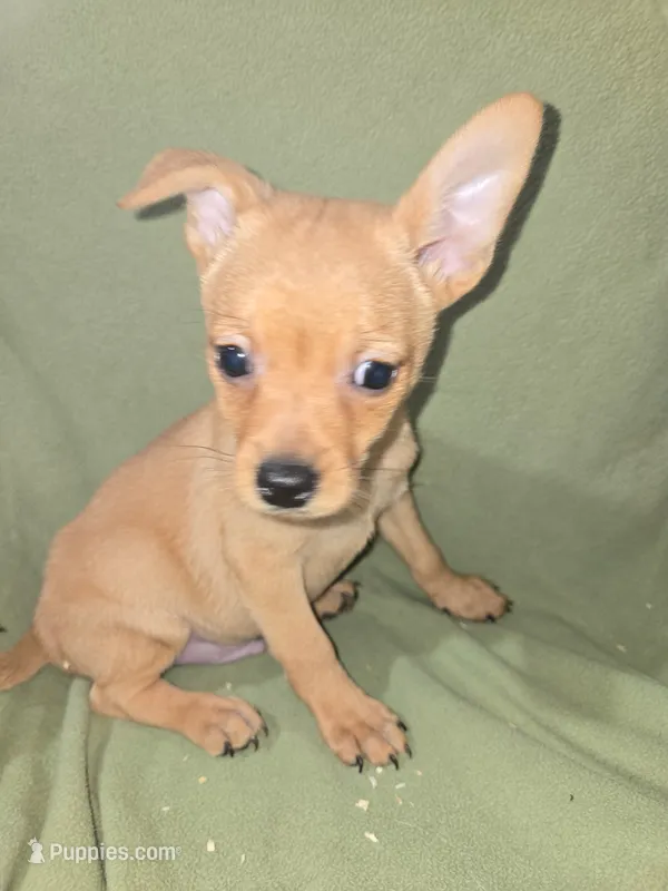 Max – Chihuahua puppy for sale in Darlington, MD