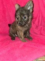 Fluffy, a female Chihuahua for sale in Darlington, MD – 2 of 5