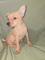 Max, a male Chihuahua for sale in Darlington, MD – 3 of 3