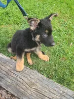Buddy, a male German Shepherd Dog for sale in Darlington, MD – 3 of 3