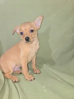 Max, a male Chihuahua for sale in Darlington, MD – 2 of 3
