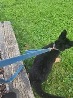 Buddy, a male German Shepherd Dog for sale in Darlington, MD – 2 of 3