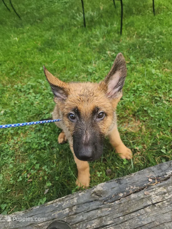 Cooper – German Shepherd Dog puppy for sale in Darlington, MD