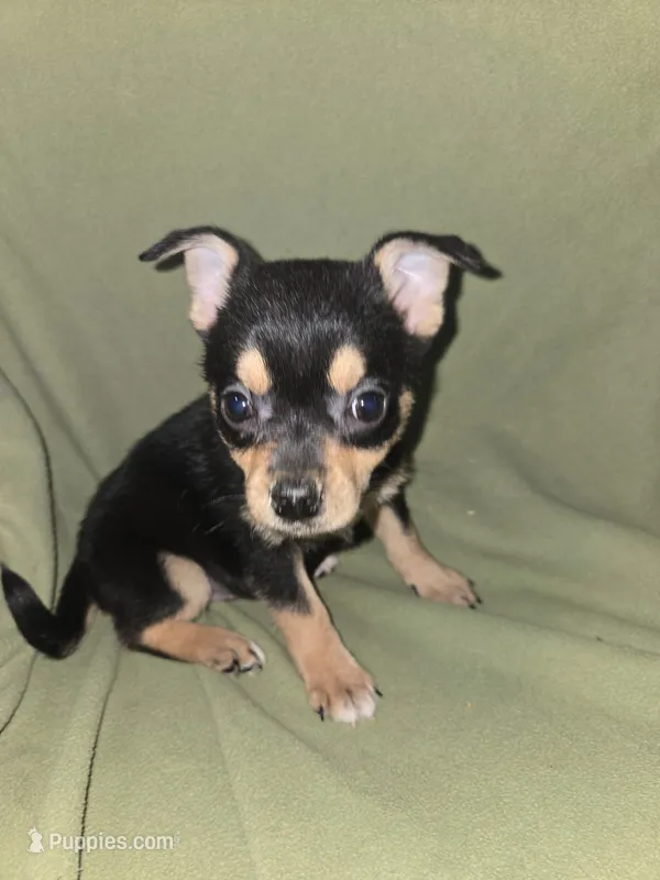 Snap dragon – Chihuahua puppy for sale in Darlington, MD