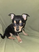 Snap dragon, a female Chihuahua for sale in Darlington, MD – 1 of 3
